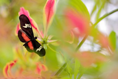 Kelebek-dağ Longwing, doğa ortamlarında postacı clysonymus. Güzel böcek Panama yeşil ormanın içinde. Güney Amerika'dan izinli oturan kelebek.