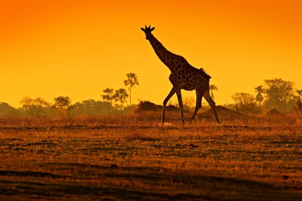 Silhueta Girafa Idílica Com Luz Pôr Sol Laranja Noite Botsuana — Fotografia de Stock
