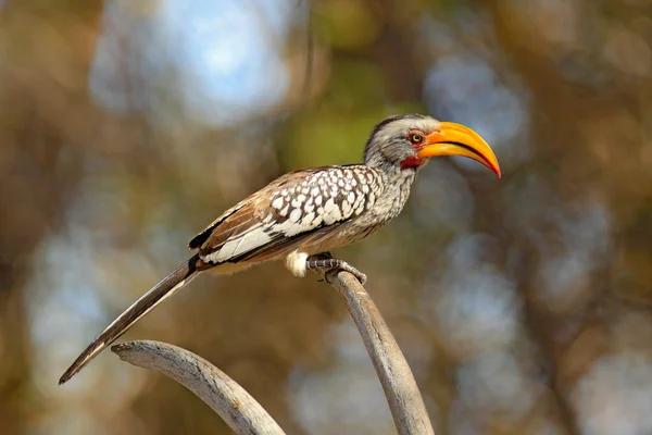 Hornbill Amarelo Faturado Sul Tockus Leucomelas Pássaro Com Grande Bico — Fotografia de Stock