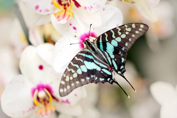 Papillon Graphium Antheus Grande Queue Épée Rayée Assise Sur Orchidée — Photo