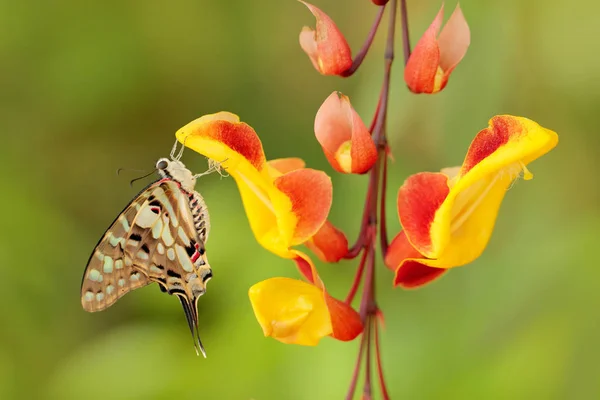 Butterfly Graphium Antheus Large Striped Swordtail Sitting Red Yellow Flower — Stock Photo, Image