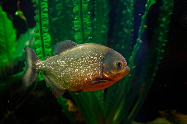 Kırmızı Karınlı Piranha Pygocentrus Altus Tehlike Balık Suda Islatın Yeşil — Stok fotoğraf