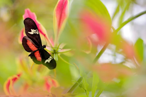 Butterfly Montane Longwing Heliconius Clysonymus Habitat Natural Belo Inseto Panamá — Fotografia de Stock