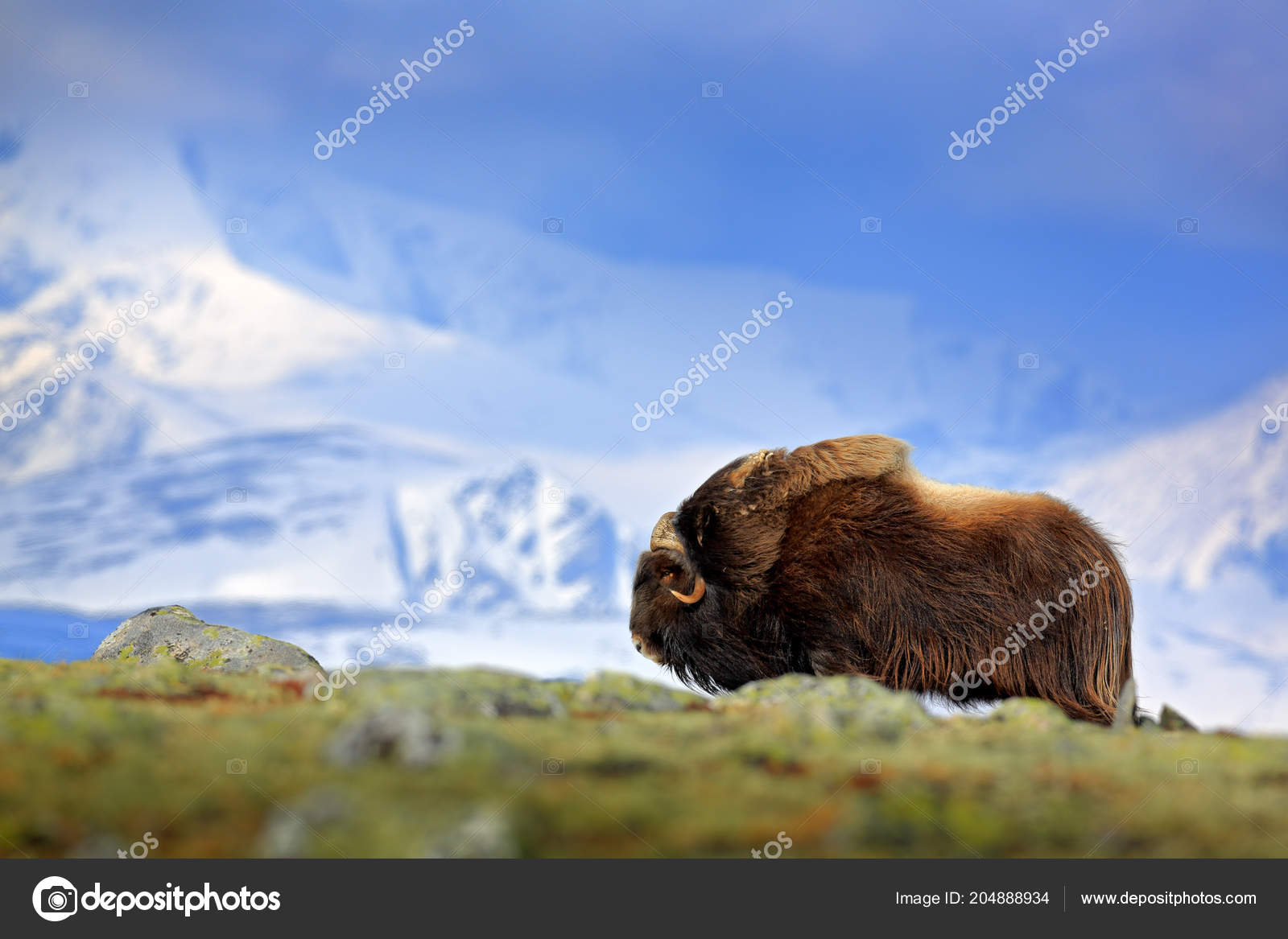 Greenland animal Stock Photos, Royalty Free Greenland animal Images | Depositphotos Greenland animal Stock Photos, Royalty Free Greenland animal Images | Depositphotos
