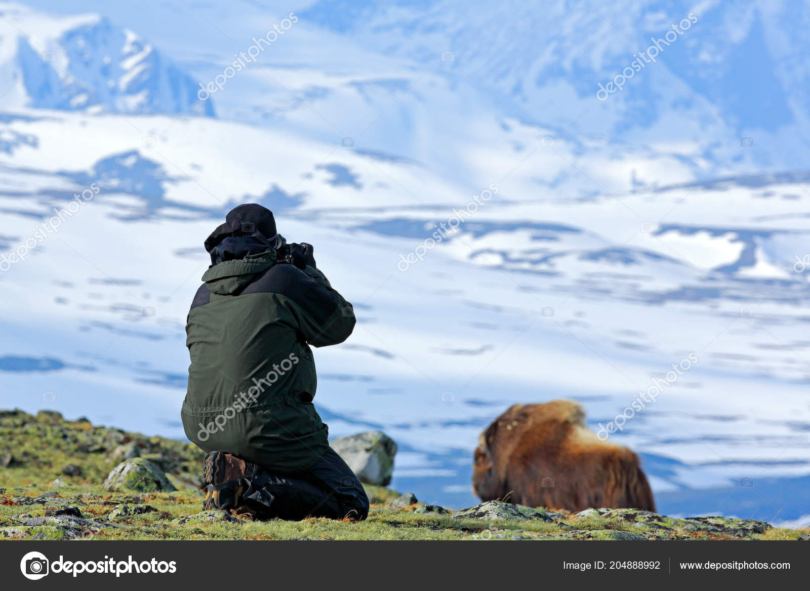 Greenland animal Stock Photos, Royalty Free Greenland animal Images | Depositphotos Greenland animal Stock Photos, Royalty Free Greenland animal Images | Depositphotos