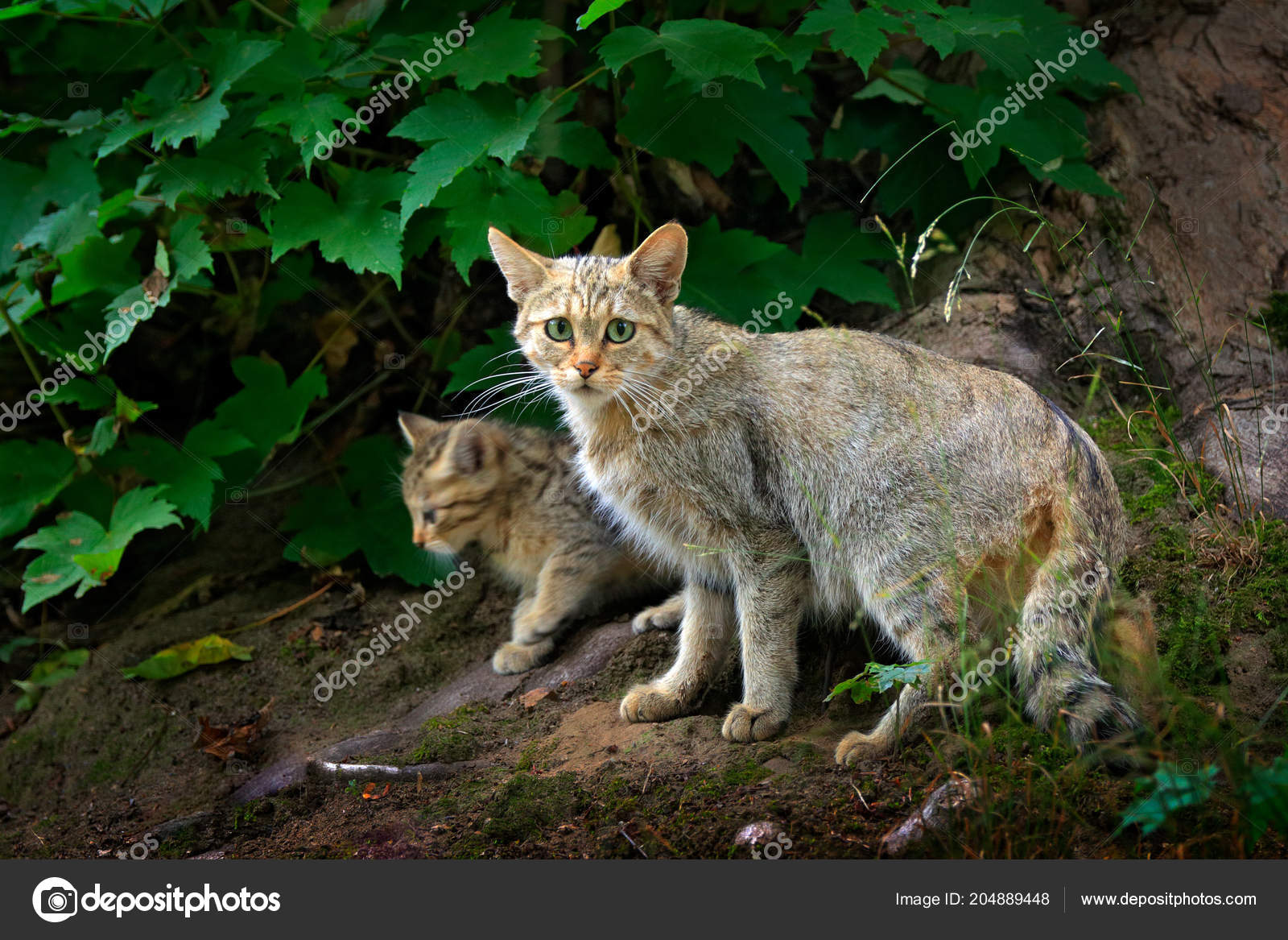 Felis Lybica Near Eastern Wildcat Wild Cat Cub Felis Silvestris