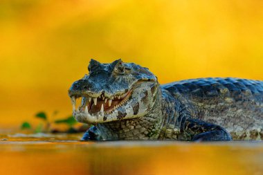 Yacare Caiman, Pantanal, Brezilya. Detay dikey tehlike sürüngen. Timsah Nehri su, ışık akşam. 