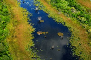 Okavango Deltası, Botswana hava manzara. Göller ve nehirler, uçaktan görüntüleyin. Güney Afrika'da yeşil bitki örtüsü. Yağmur mevsimi suda ağaçlarıyla. 