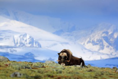 Musk Ox, Ovibos moschatus, with mountain and snow in the background, big animal in the nature habitat, Norway. Wildlife Europe, big long fur animal in Dovrefjell.