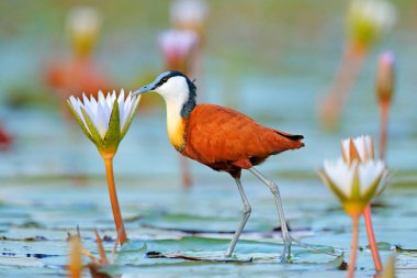 African jacana, Actophilornis africana, colorful african wader with long toes next to violet water lily in shallow water of seasonal lagoon, Botswana,Okavango delta. Bird with flower bloom. clipart