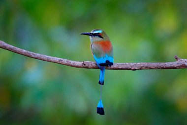 Turquise kaşlı Motmot, Eumomota superciliosa, vahşi doğa, güzel güzel büyük kuş portre renkli orman arka plan, sanat görünümü, Kosta Rika.