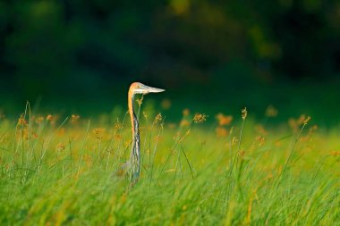 Uzun boyunlu çim kafa. Dev Calut eron, Ardea goliath, Okavango Nehri, Moremi, Botswana, Afrika'nın bank boyunca sabah yürüyüş en büyük balıkçıl.