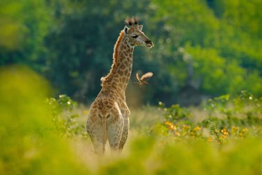 Genç zürafa ve sabah güneş doğuyor. Yeşil bitki örtüsü ile hayvan portre. Doğadan yaban hayatı sahne. Turuncu orman, Okavango, Botsvana, Afrika'da ışık.