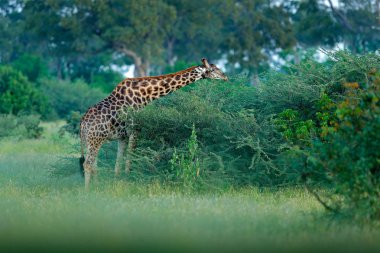 Zürafa ve sabah güneş doğuyor. Hayvan besleme ile yeşil bitki örtüsü. Doğadan yaban hayatı sahne. Orman, Okavango, Botsvana, Afrika'da zürafa.