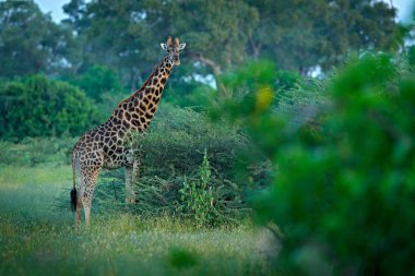 Zürafa, yeşil bitki örtüsü ile hayvan. Doğa, Okavango, Botsvana, Afrika yaban hayatı sahne.