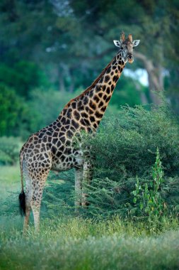 Genç zürafa ve sabah güneş doğuyor. Yeşil bitki örtüsü ile hayvan portre. Doğadan yaban hayatı sahne. Turuncu orman, Okavango, Botsvana, Afrika'da ışık.