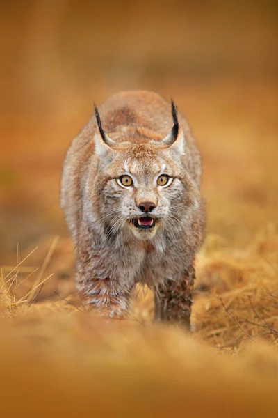 Lynx Bosque Verde Escena Vida Salvaje Naturaleza Lince Andando Eurasiático —  Fotos de Stock