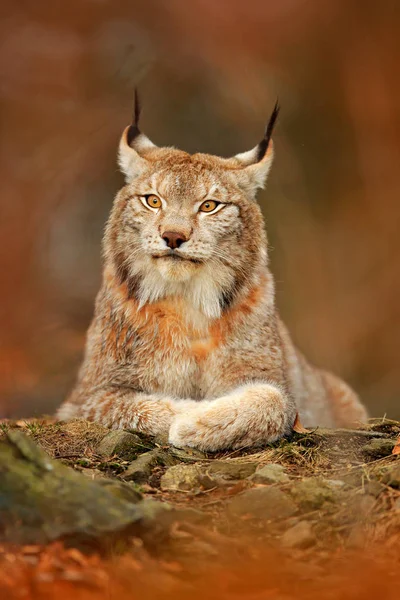 Turuncu Sonbahar Orman Lynx Doğadan Yaban Hayatı Sahne Bayağı Vaşak — Stok fotoğraf