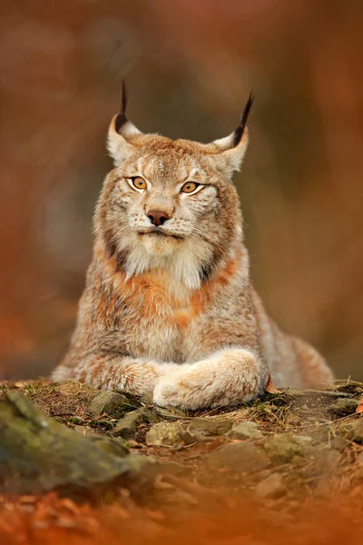 Lodjur Orange Hösten Skogen Wildlife Scen Från Naturen Söt Päls — Stockfoto