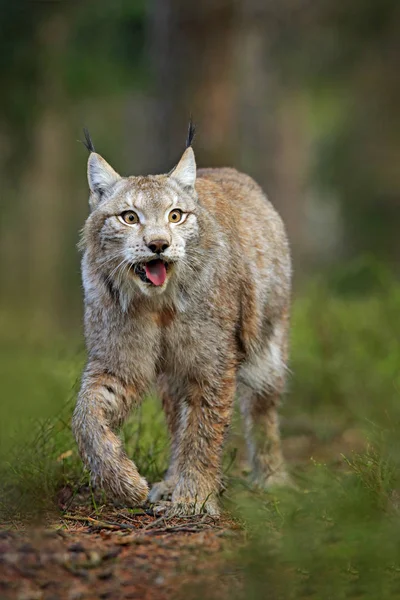Lynx Bosque Verde Escena Vida Salvaje Naturaleza Lince Andando Eurasiático —  Fotos de Stock