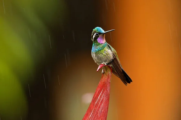 Lila Throated Mountain Pärla Lampornis Calolaemus Hummingbird Från Costa Rica — Stockfoto