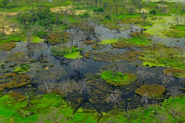 Okavango Deltası Botswana Hava Manzara Göller Suda Ölü Ağaç Uçaktan — Stok fotoğraf