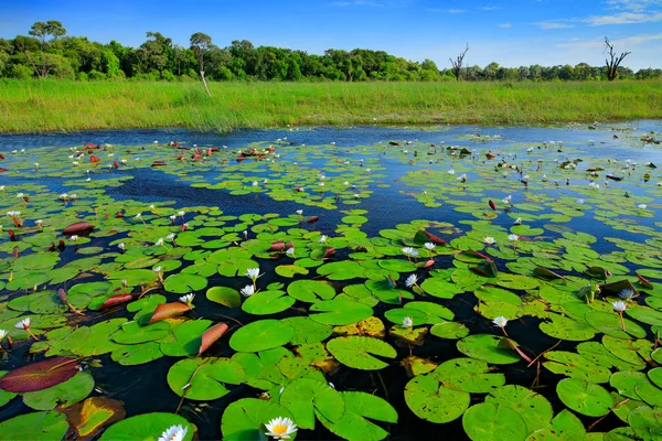 Африканский Пейзаж Водяная Лилия Зелеными Листьями Поверхности Воды Голубым Небом — стоковое фото