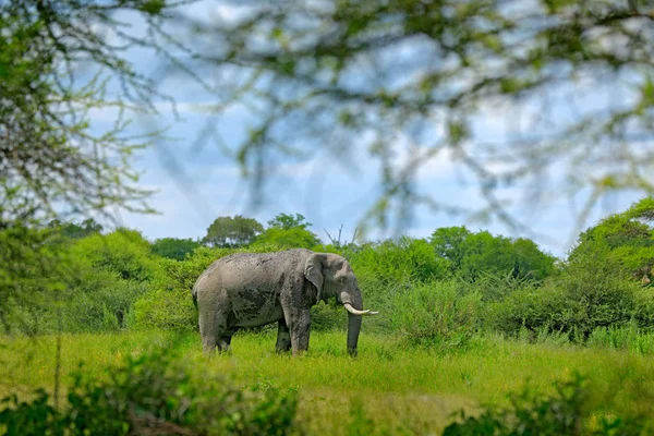 Großer Elefant Der Gras Bei Blauem Himmel Läuft Riesiges Säugetier — Stockfoto