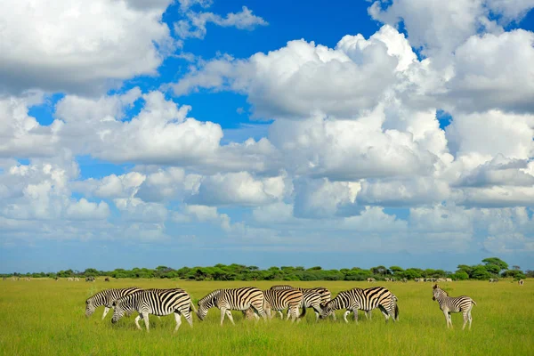 Zèbres Avec Ciel Bleu Nuages Blancs Zèbre Burchell Equus Quagga — Photo