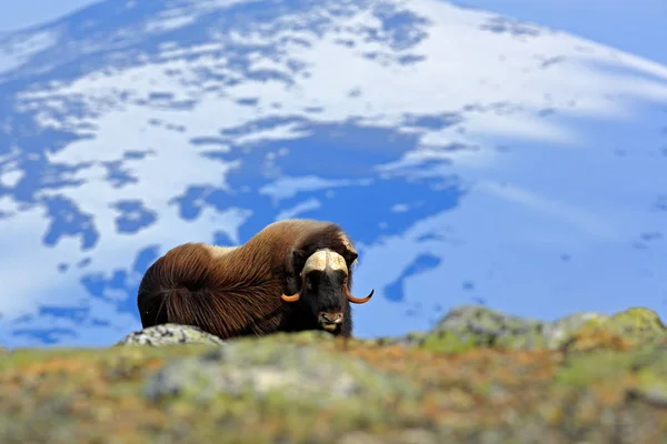 ジャコウ牛 Ovibos Moschatus 山と雪を背景に 自然の生息地 ノルウェーで大きな動物 ドブレフィエルに大きな長い毛皮動物 野生動物ヨーロッパ — ストック写真