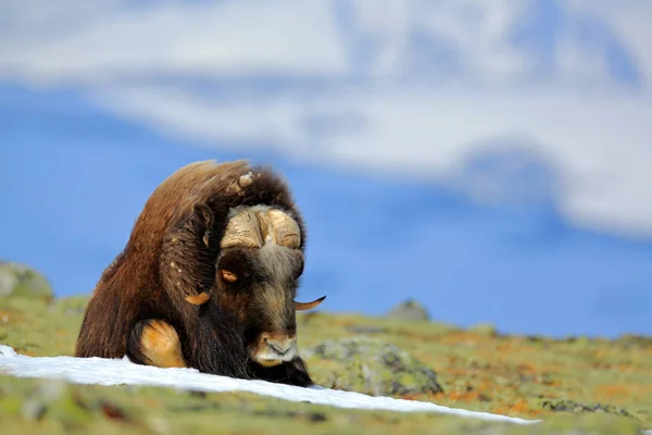 ジャコウ牛 Ovibos Moschatus 山と雪を背景に 自然の生息地 ノルウェーで大きな動物 ドブレフィエルに大きな長い毛皮動物 野生動物ヨーロッパ — ストック写真