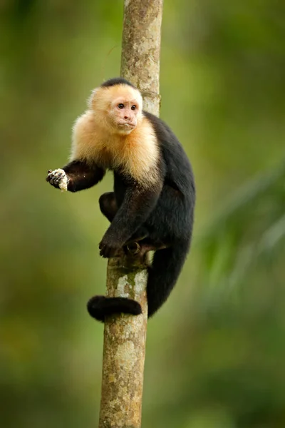 Macaco Alimentar Banana Capuchinho Cabeça Branca Macaco Negro Sentado Galho — Fotografia de Stock
