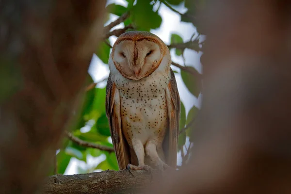 Owl from Costa Rica. Magic bird Barn owl, Tyto alba, sitting on tree branch in evening light. White bird in dark forest.