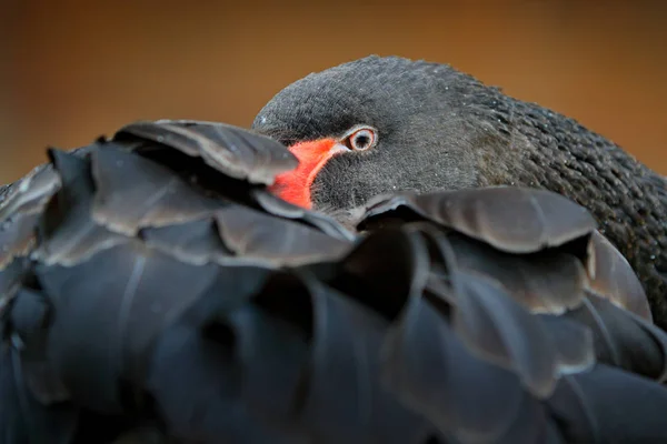 ブラック スワン シグナス累代飼育 オーストラリアから大型の水鳥 鳥の羽で眠っています 自然から野生動物のシーン — ストック写真