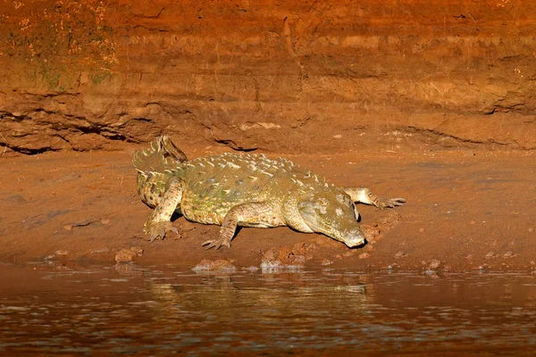 Kvällen Nära Floden Porträtt Krokodil Vattnet Med Solnedgången Ljus Costa — Stockfoto