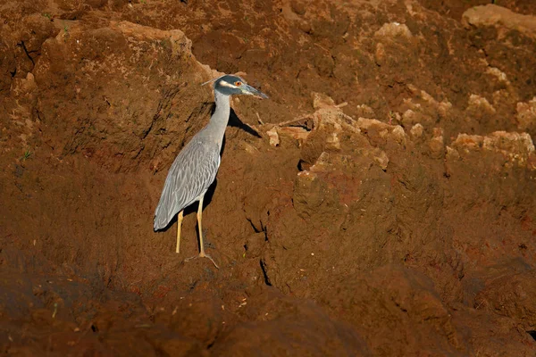 Gul Crowned Night Heron Nyctanassa Violacea Heron Tarcoles Flod Costa — Stockfoto