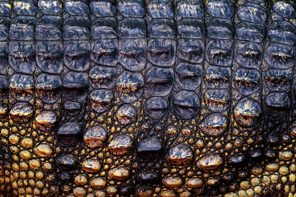 Crocodylus Siamensis Crocodilo Siamês Réptil Água Doce Nativo Indonésia Detalhe — Fotografia de Stock