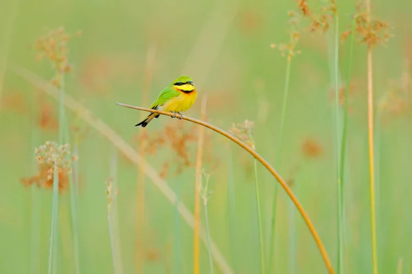 Little Bee Eater Merops Pusillus Detalhe Pássaro Africano Verde Amarelo — Fotografia de Stock