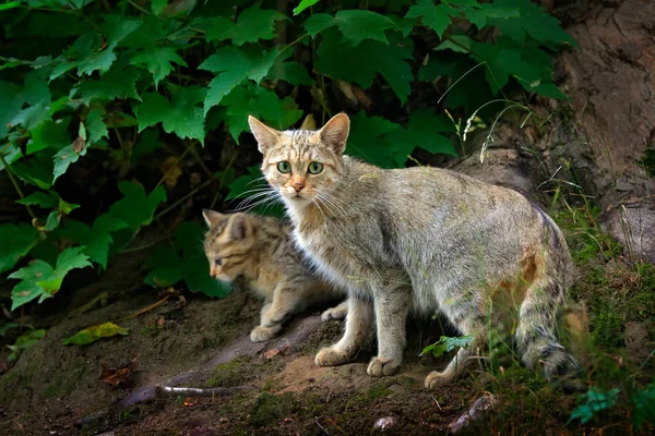 野生猫与幼崽 Silvestris 动物在自然树森林栖息地 隐藏在树干 大自然的野生动物场景 年轻的猫与母亲 — 图库照片