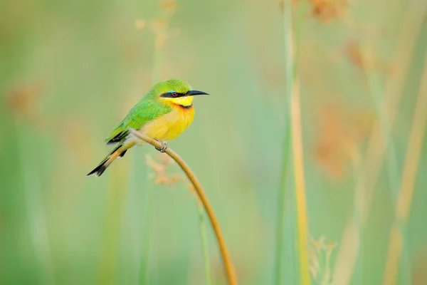 Маленький Пчелоед Merops Pusilhbh Деталь Экзотической Зеленой Желтой Африканской Птицы — стоковое фото