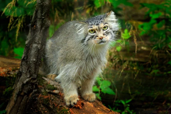 Manul Gato Pallas Otocolobus Manul Lindo Gato Salvaje Asia Escena — Foto de Stock