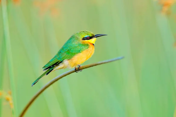 Merops Pusillus 보츠와나 아프리카에서 이국적인 녹색과 노란색 아프리카 — 스톡 사진