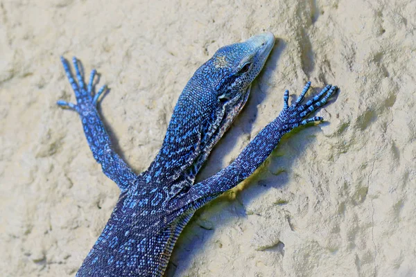 Varanus Macraei Blauer Baumwaran Eidechse Die Auf Der Insel Indonesien — Stockfoto