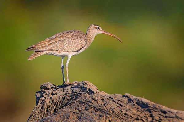 Whimbrel Numenius Phaeopus Sur Tronc Arbre Marchant Dans Habitat Forêt — Photo