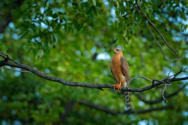 Juvenilní Ovambo Krahujec Accipiter Ovampensis Sedící Větvi Lese Dravci Přírodní — Stock fotografie