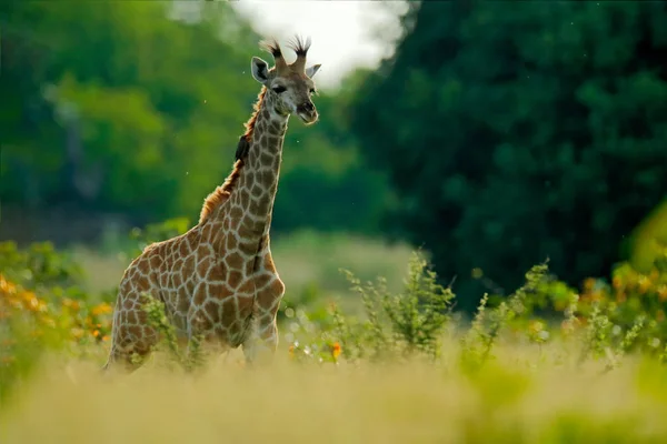 Jovem Girafa Amanhecer Vegetação Verde Com Retrato Animal Cena Vida — Fotografia de Stock