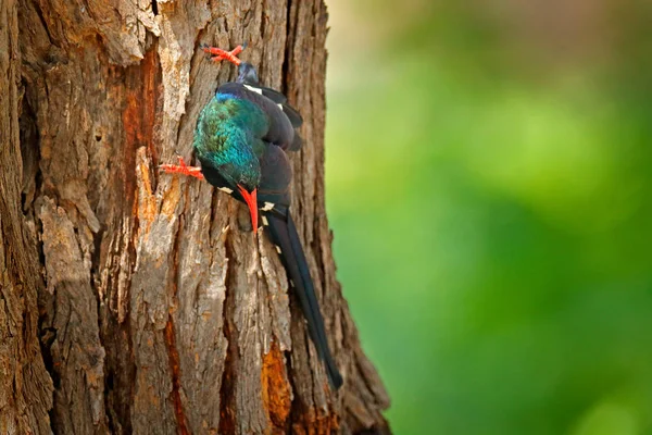 Green Wood Hoopoe Phoeniculus Purpureus Sitting Tree Trunk Nature Habitat — Stock Photo, Image