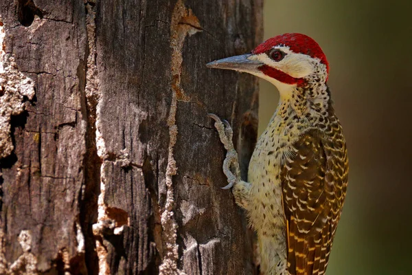 Buntspecht Campethera Scriptoricauda Baumstamm Natürlicher Lebensraum Wildtiere Aus Botswana Vogel — Stockfoto