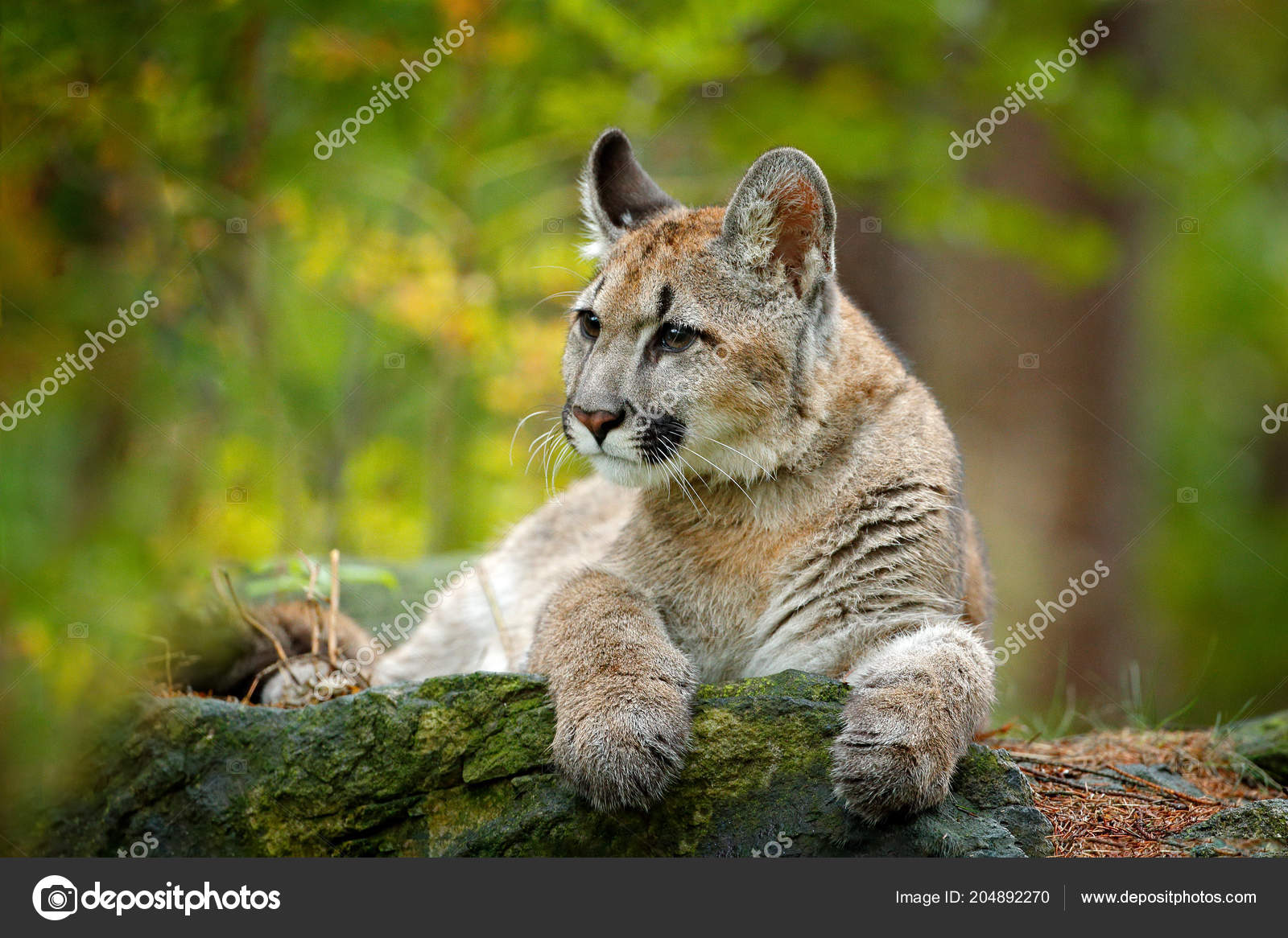 Danger Animal Green Vegetation Big Cat Cougar Puma Concolor Photo ©OndrejProsicky
