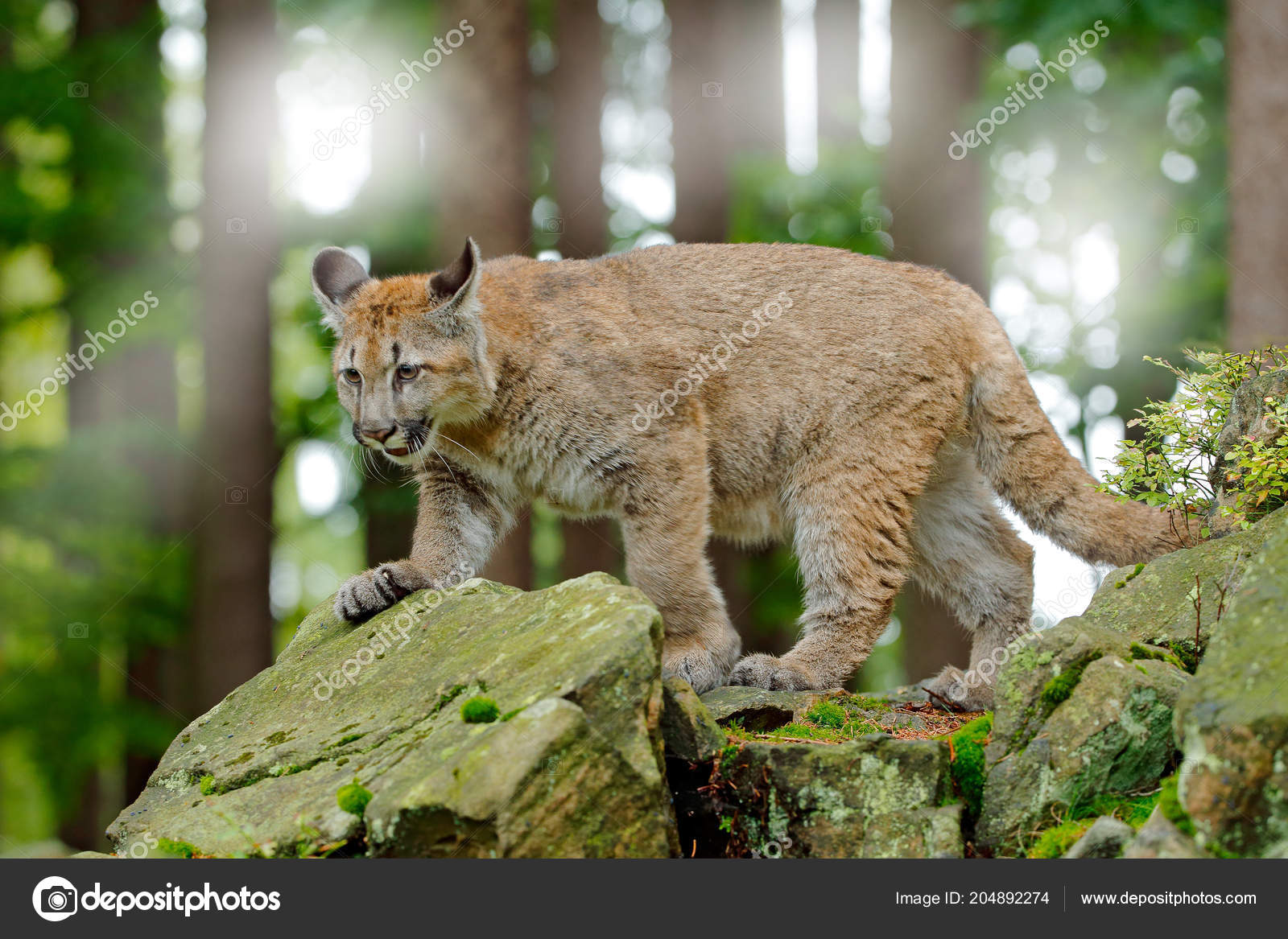 animal puma mexico